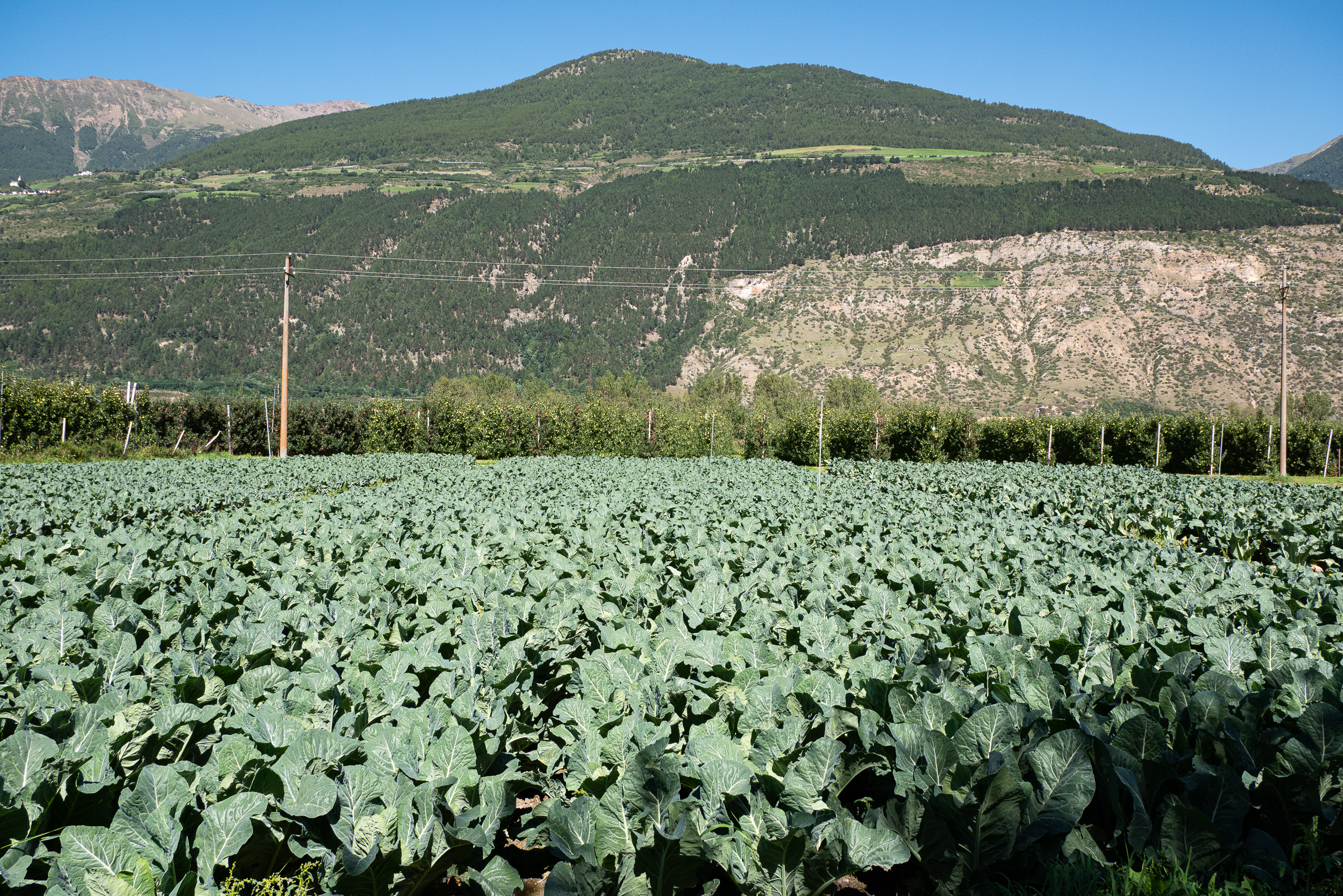 Kohlfeld und Apfelplantagen vor den Hängen des Vinschgaus